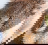 Kyabram Fauna Park - New Castle Holiday