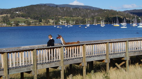 Llama Walks Tasmania - New Castle Holiday 2