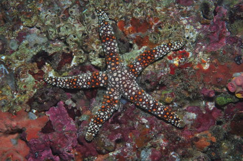 Magic Mountain Dive Site - New Castle Holiday 1