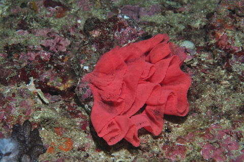 Magic Mountain Dive Site - New Castle Holiday 2