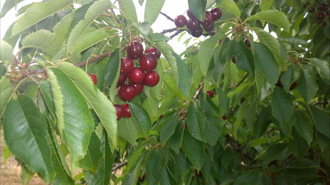 Martin's Orchard - New Castle Holiday 0