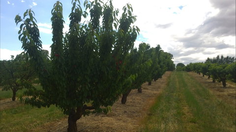 Martin's Orchard - New Castle Holiday 1