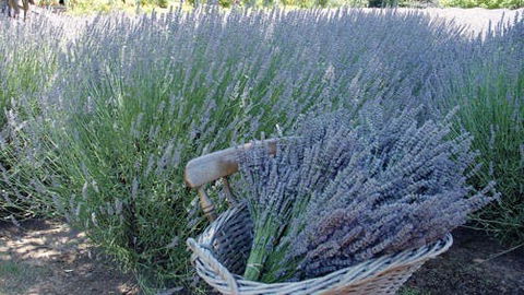 Melton - New Castle Holiday 0