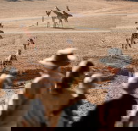 Monarto Safari Park - New Castle Holiday