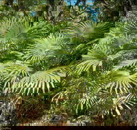 Mungo Rainforest Walk - New Castle Holiday