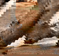 National Zoo  Aquarium - New Castle Holiday