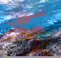 Ningaloo Marine Park - New Castle Holiday