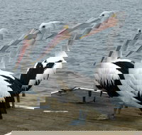 Pelican Feeding - New Castle Holiday