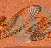 Red Desert Reptiles - New Castle Holiday