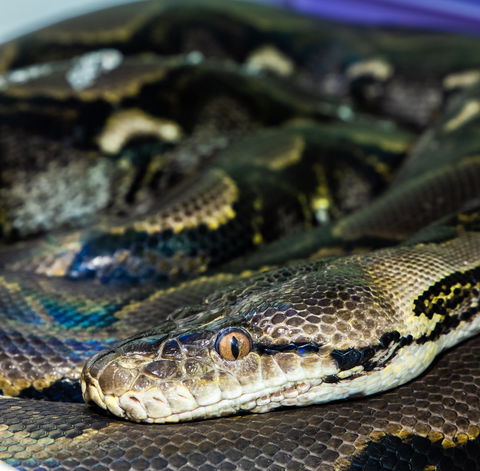 Serpentarium Wildlife Park Tasmania - New Castle Holiday 1