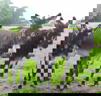 The Good Samaritan Donkey Sanctuary - New Castle Holiday