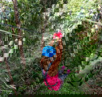 TreeTop Challenge - Sunshine Coast - New Castle Holiday