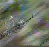 Wallumatta Loop Trail - New Castle Holiday