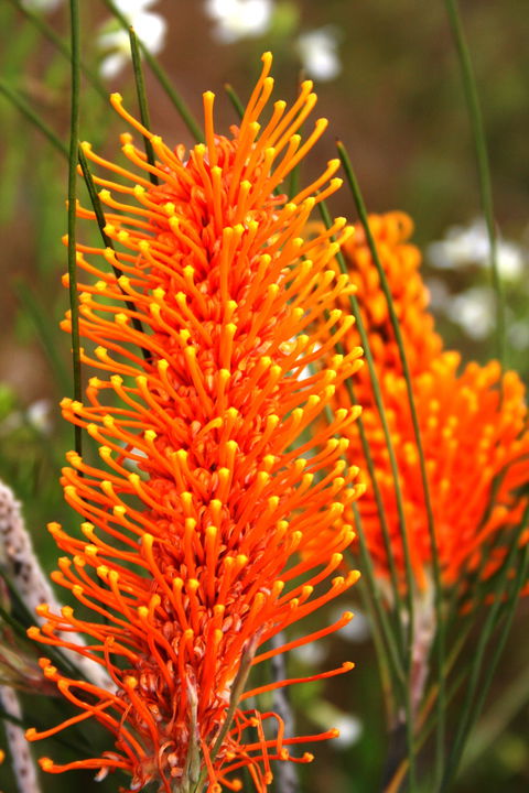Wongan Hills Wildflowers - New Castle Holiday 0