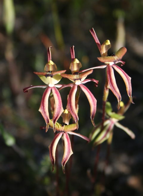 Wongan Hills Wildflowers - New Castle Holiday 1