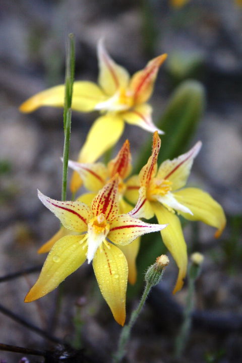 Wongan Hills Wildflowers - New Castle Holiday 2