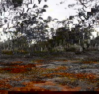 Woylie Walk Dryandra Woodland - New Castle Holiday