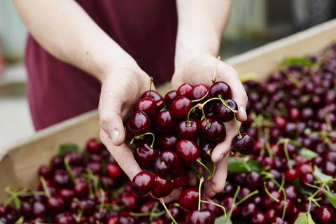 Yarra Valley Cherries - New Castle Holiday 0