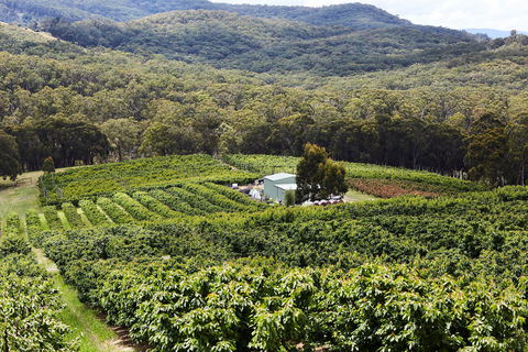 Yarra Valley Cherries - New Castle Holiday 2