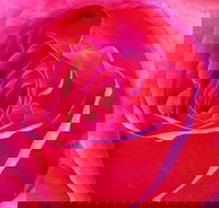 Abandon Stress Mobile Massage - New Castle Holiday