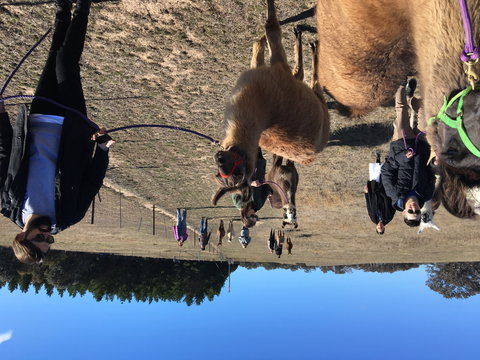 Alpaca Magic Stud - New Castle Holiday 1