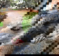 Alpaca Farm Experience at Crookwell - New Castle Holiday