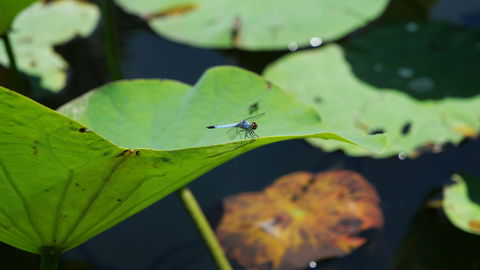Anderson Park Botanic Gardens - New Castle Holiday 1