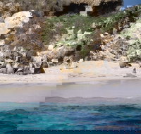 Australian Sea Lions - New Castle Holiday