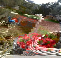 Blue Hills Berries and Cherries - New Castle Holiday