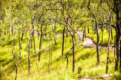 Davies Creek Mountain Bike Park - New Castle Holiday 0