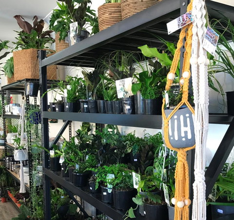 Fancy Plants - New Castle Holiday 0