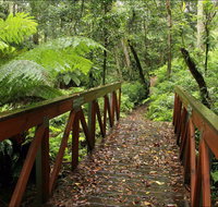 Goodenia Rainforest Walking Track - New Castle Holiday