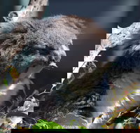 Gorge Wildlife Park - New Castle Holiday