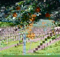 Harvey - New Castle Holiday