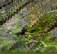 Hopetoun Falls Walking Track - New Castle Holiday