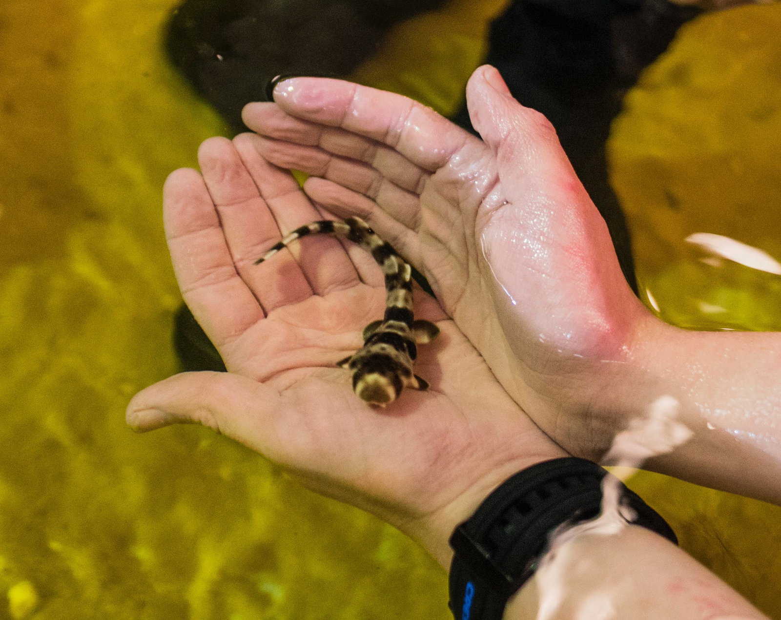 Zoos Morayfield QLD New Castle Holiday