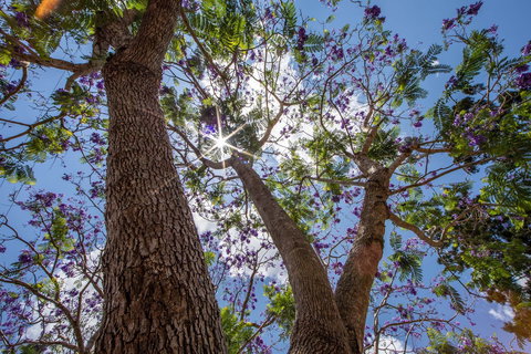 John Scott Park - New Castle Holiday 1