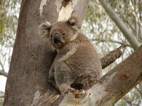 Koala Spotting Narrandera - New Castle Holiday 0