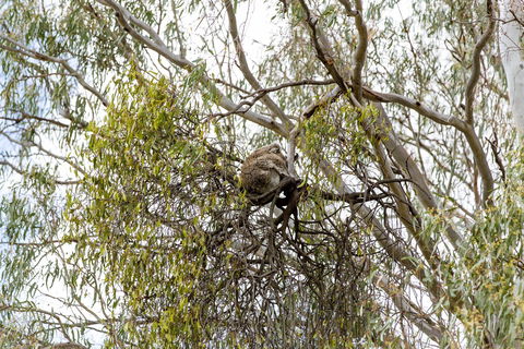Koala Spotting Narrandera - New Castle Holiday 1