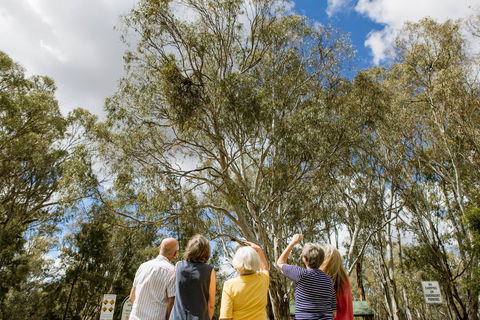 Koala Spotting Narrandera - New Castle Holiday 2