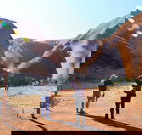 Kuniya walk to Mutitjulu Waterhole - New Castle Holiday