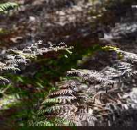 Langwarrin Flora and Fauna Reserve Walking Trails - New Castle Holiday