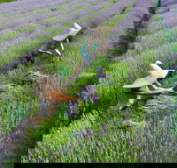 Lavandula Swiss Italian Farm - New Castle Holiday
