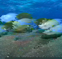 Lodestone Reef - New Castle Holiday