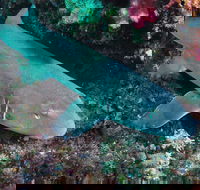 Middle Reef Dive Site - New Castle Holiday