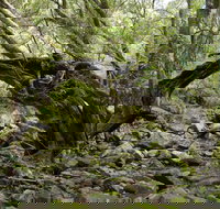 Mitchell River Walking Track - New Castle Holiday