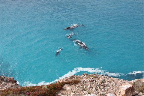 Nullarbor National Park - New Castle Holiday 0