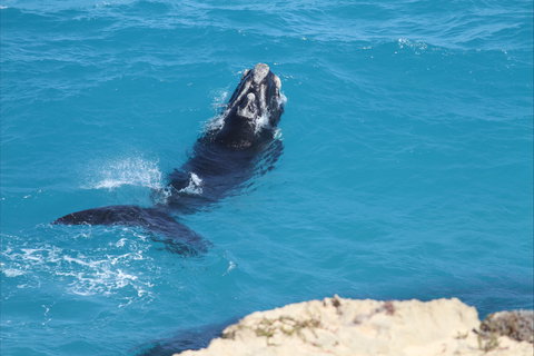 Nullarbor National Park - New Castle Holiday 2
