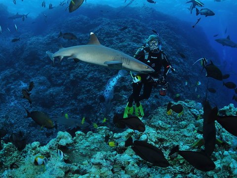 Osprey Reef - New Castle Holiday 1