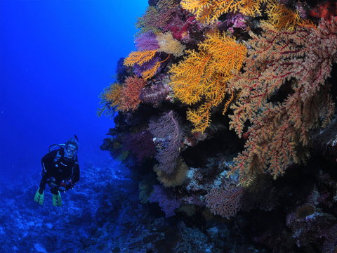 Osprey Reef - New Castle Holiday 2